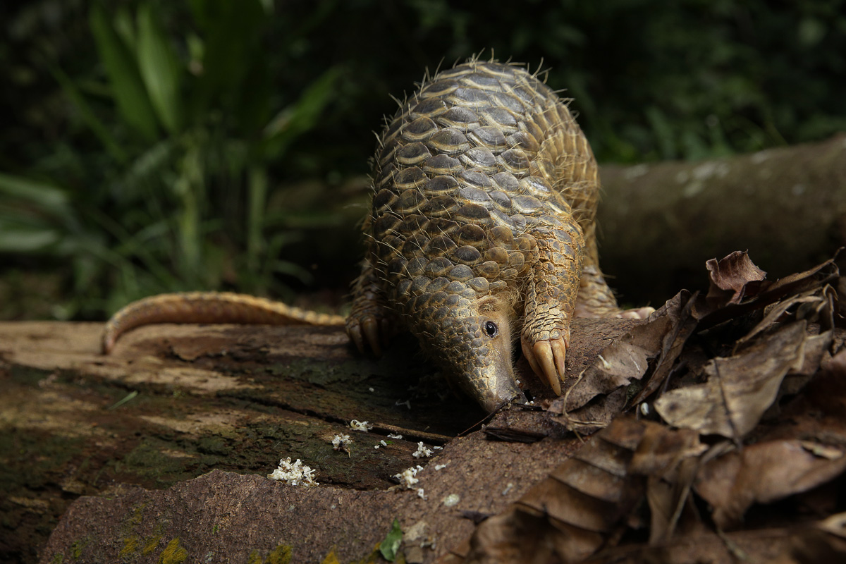 Mandai Rainforest Resort by Banyan Tree-Sunda Pangolin